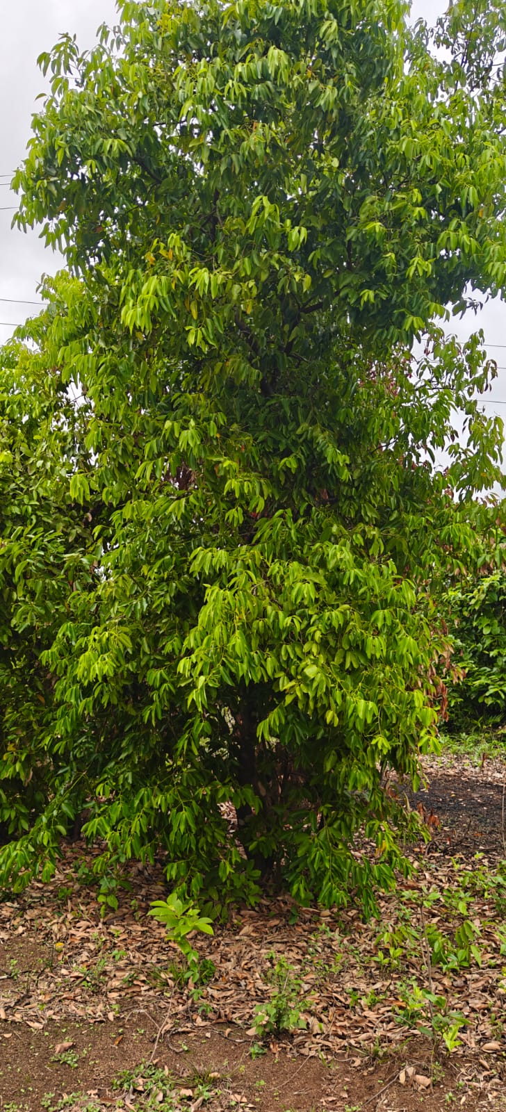 Farm plant: WhatsApp Image 2026-07-27 at 12.25.14 (2).jpeg